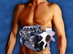 metabolism