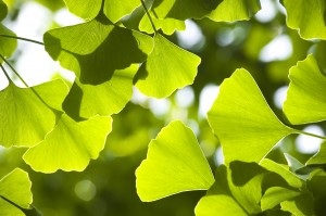 Ginkgo biloba