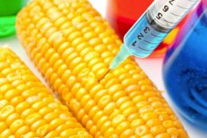 Alimente modificate genetic
